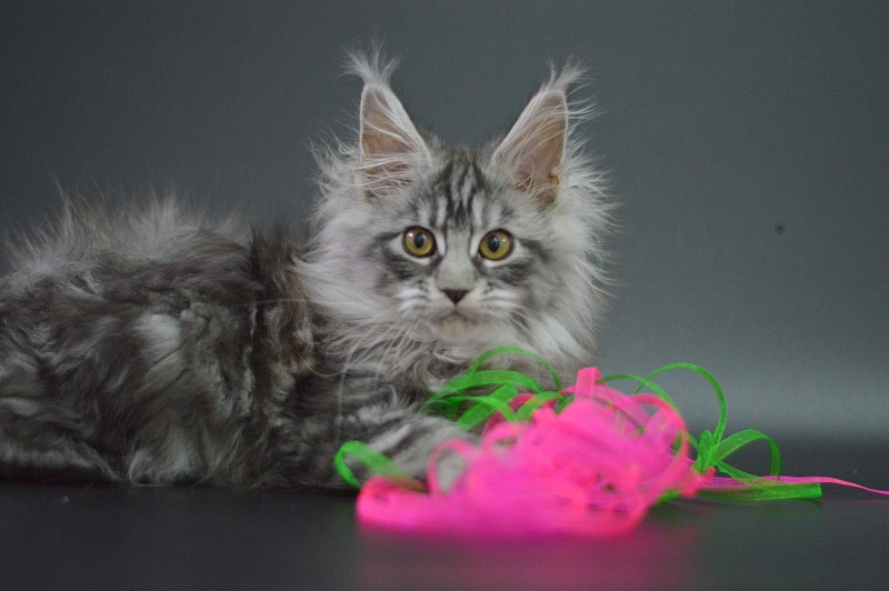 Ru Bella Akbars - Kitten maine-coon 3 months 1 week