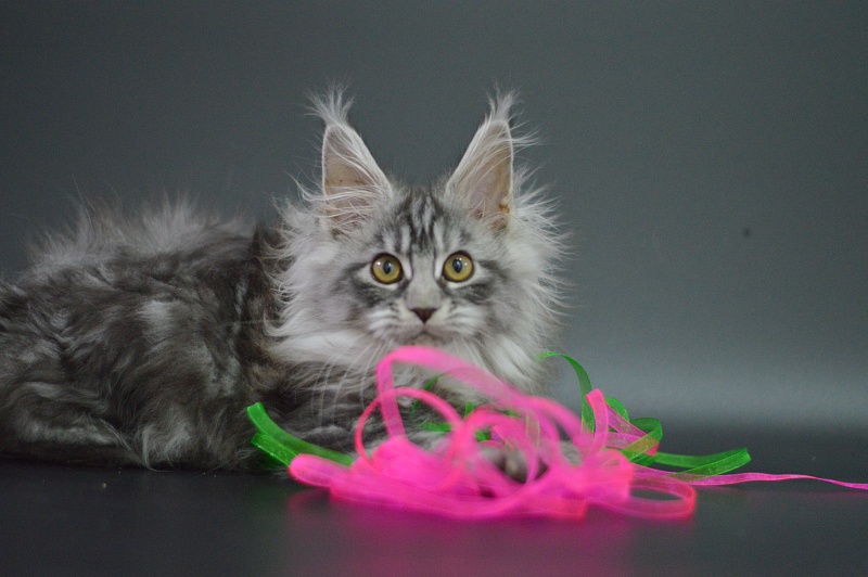 Ru Bella Akbars - Kitten maine-coon 3 months 1 week