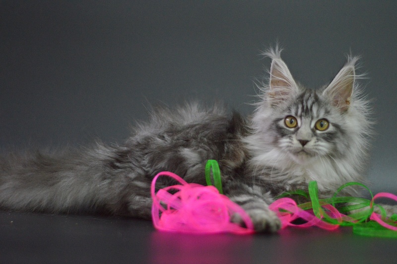 Ru Bella Akbars - Kitten maine-coon 3 months 1 week