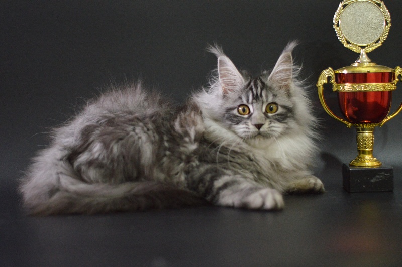 Ru Bella Akbars - Kitten maine-coon 3 months 4 weeks