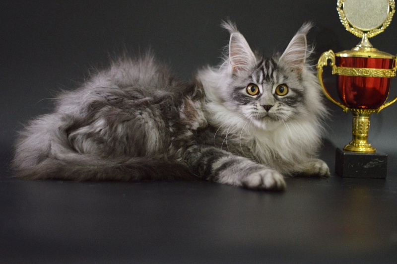 Ru Bella Akbars - Kitten maine-coon 3 months 4 weeks