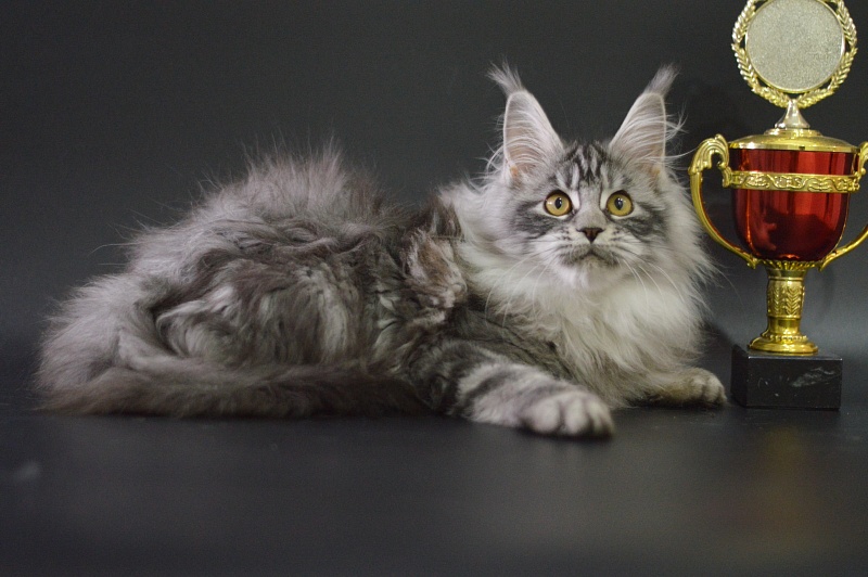 Ru Bella Akbars - Kitten maine-coon 3 months 4 weeks