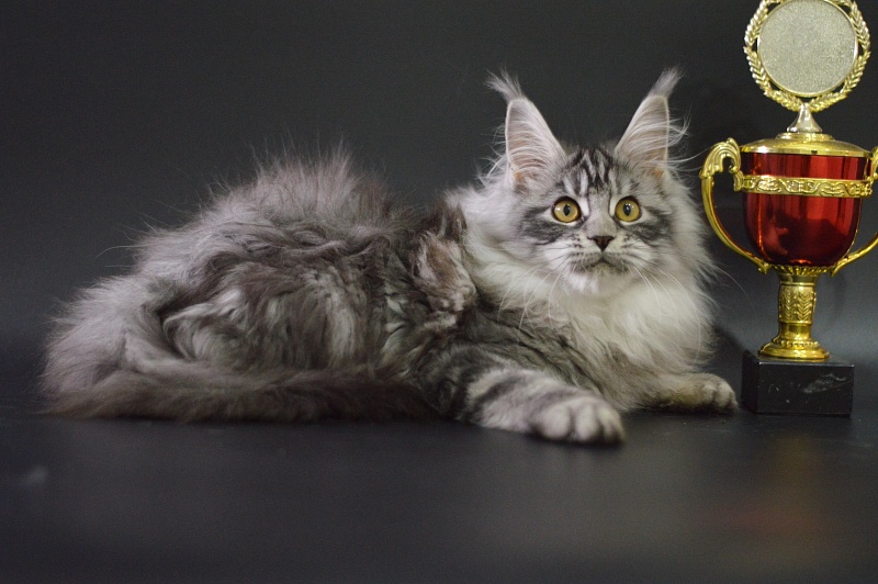 Ru Bella Akbars - Kitten maine-coon 3 months 4 weeks