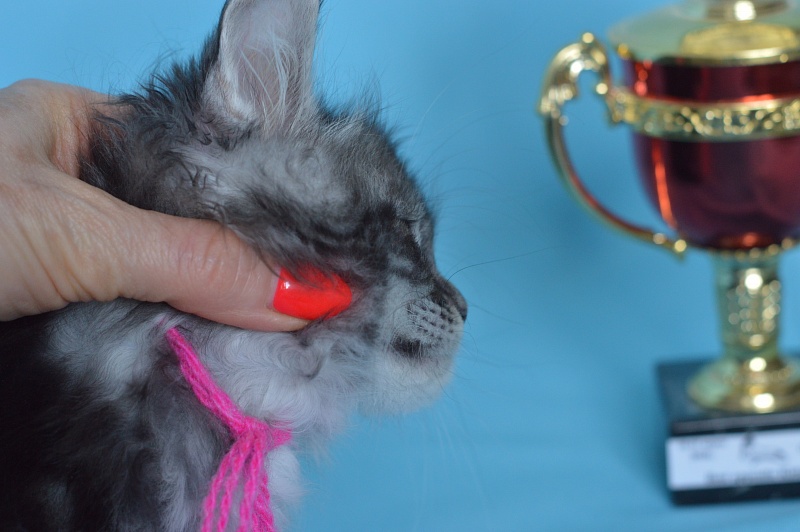 Ru Bella Akbars - Kitten maine-coon 1 month 3 weeks