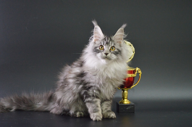 Ru Bella Akbars - Kitten maine-coon 3 months 4 weeks