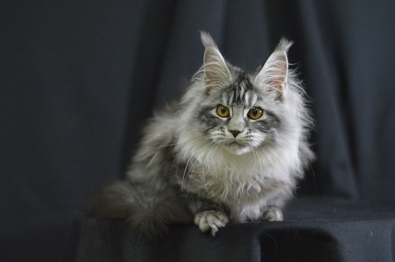Ru Bella Akbars - Kitten maine-coon 4.5 months