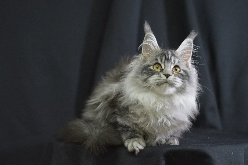 Ru Bella Akbars - Kitten maine-coon 4.5 months