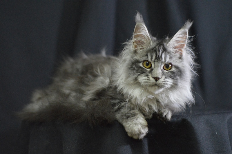 Ru Bella Akbars - Kitten maine-coon 4.5 months