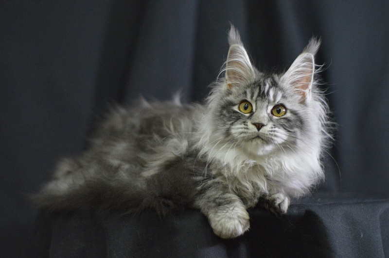 Ru Bella Akbars - Kitten maine-coon 4.5 months