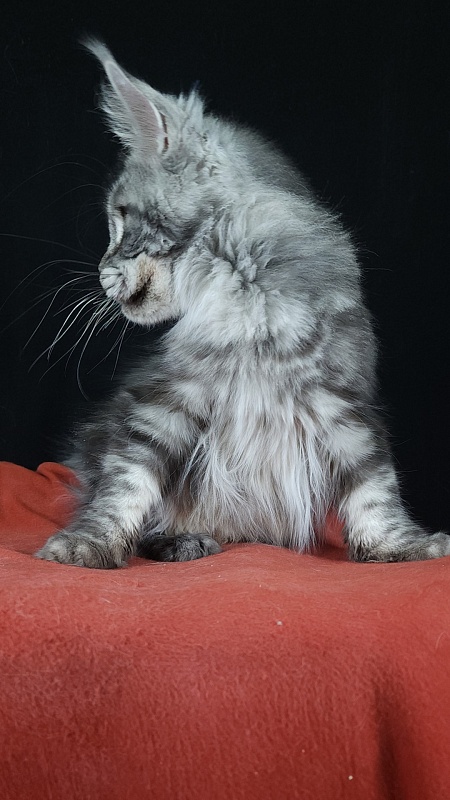 Ru Bella Akbars - Adult maine-coon 2 years 2 months 0.5 weeks