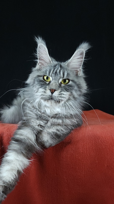 Ru Bella Akbars - Adult maine-coon 2 years 2 months 0.5 weeks
