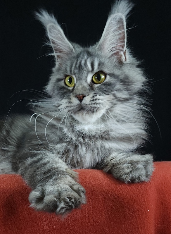 Ru Bella Akbars - Adult maine-coon 2 years 2 months 0.5 weeks