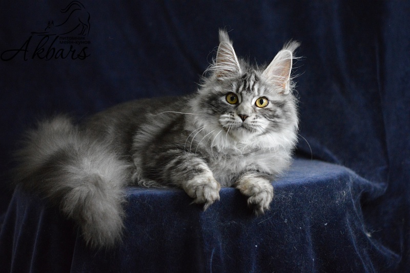 Ru Bella Akbars - Kitten maine-coon 5 months 3.5 weeks