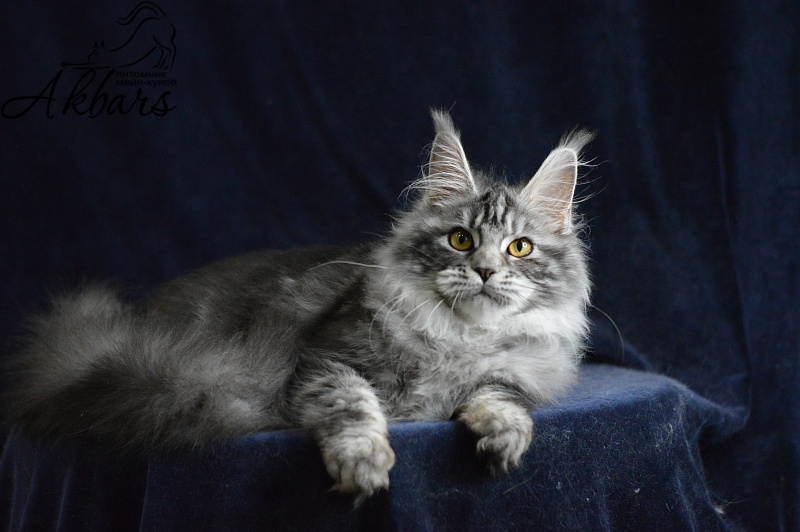 Ru Bella Akbars - Kitten maine-coon 5 months 3.5 weeks