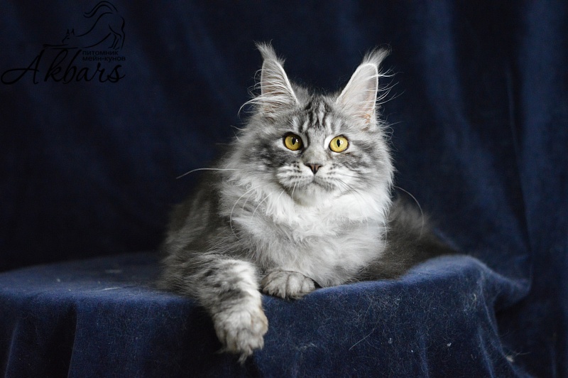 Ru Bella Akbars - Kitten maine-coon 5 months 3.5 weeks