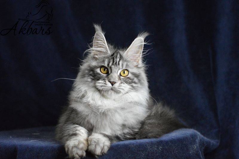Ru Bella Akbars - Kitten maine-coon 5 months 3.5 weeks
