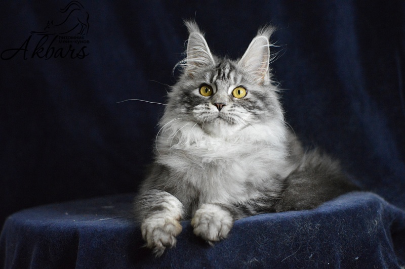 Ru Bella Akbars - Kitten maine-coon 5 months 3.5 weeks