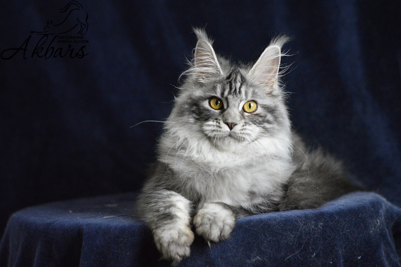 Ru Bella Akbars - Kitten maine-coon 5 months 3.5 weeks