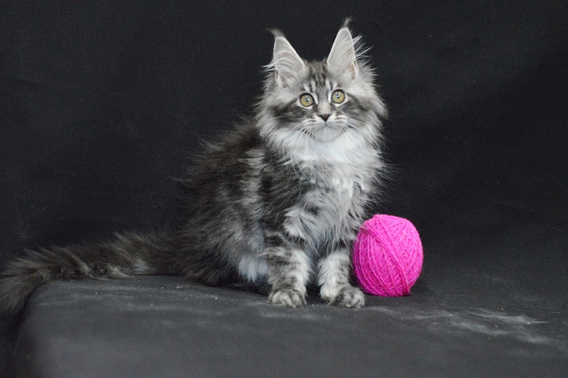 Ru Bella Akbars - Kitten maine-coon 2 months 4 weeks