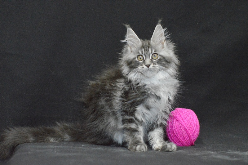 Ru Bella Akbars - Kitten maine-coon 2 months 4 weeks