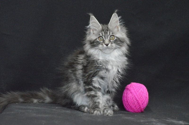 Ru Bella Akbars - Kitten maine-coon 2 months 4 weeks