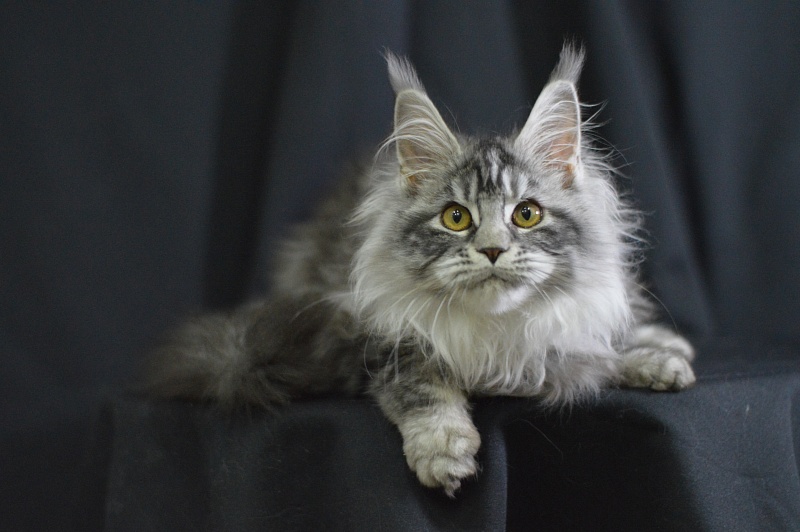 Ru Bella Akbars - Kitten maine-coon 4.5 months