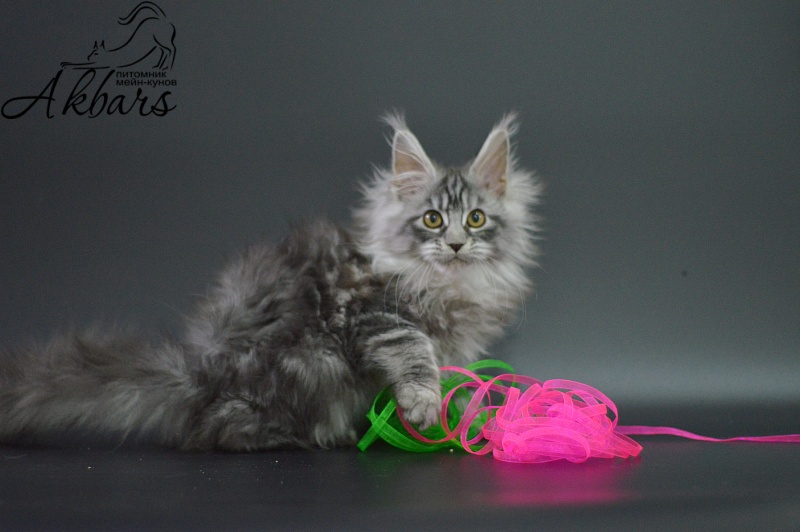 Ru Bella Akbars - Kitten maine-coon 3 months 1 week