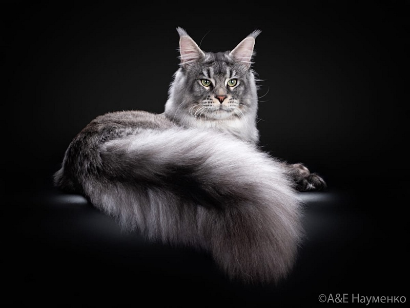 Mainelynx Urman - мейн-кун 10.02.2020