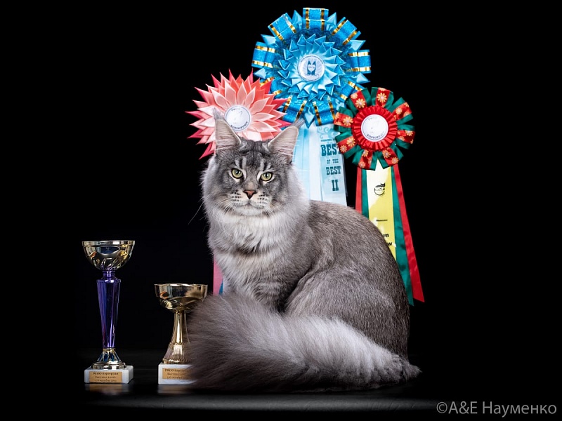 Mainelynx Urman - мейн-кун 10.02.2020