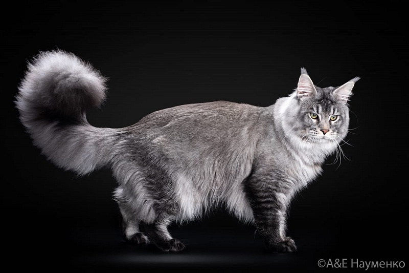 Mainelynx Urman - мейн-кун 10.02.2020