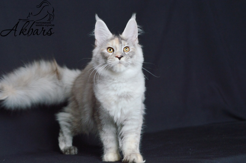 Foggy Woods Dominika - Котенок мейн-кун 5 месяцев 0,5 недель