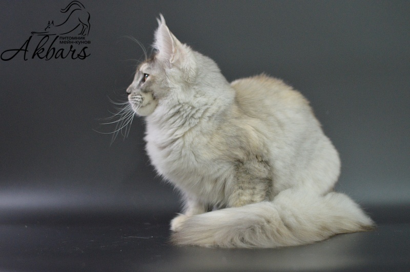 Foggy Woods Dominika - Котенок мейн-кун 5 месяцев 3,5 недели