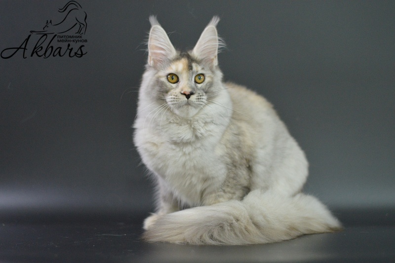 Foggy Woods Dominika - Котенок мейн-кун 5 месяцев 3,5 недели