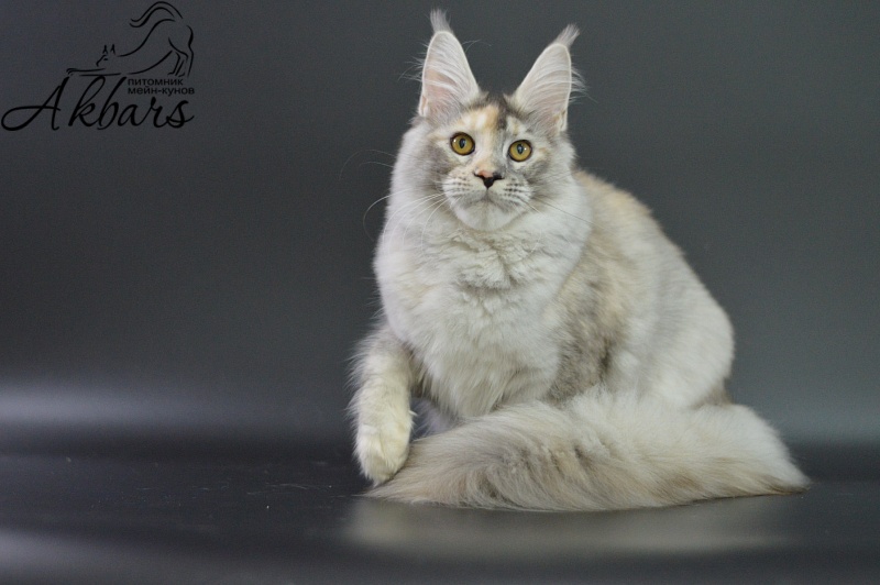 Foggy Woods Dominika - Котенок мейн-кун 5 месяцев 3,5 недели