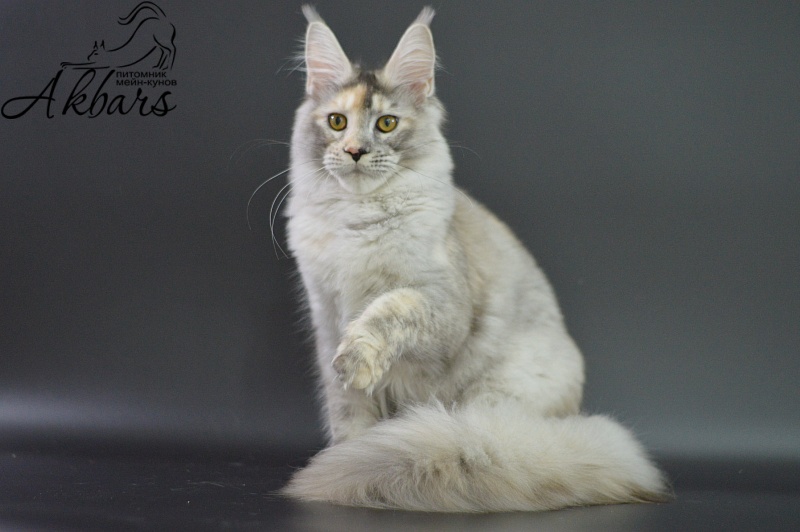 Foggy Woods Dominika - Котенок мейн-кун 5 месяцев 3,5 недели