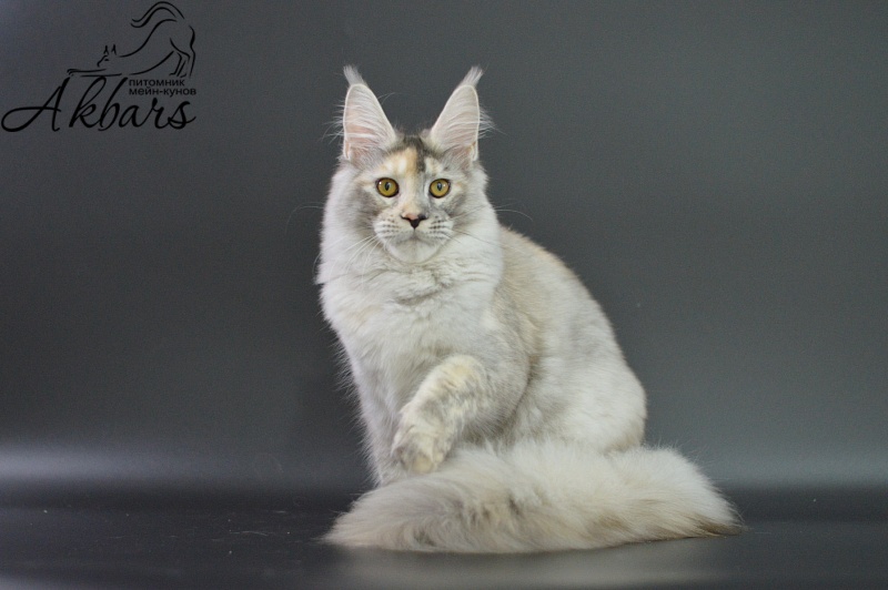 Foggy Woods Dominika - Котенок мейн-кун 5 месяцев 3,5 недели