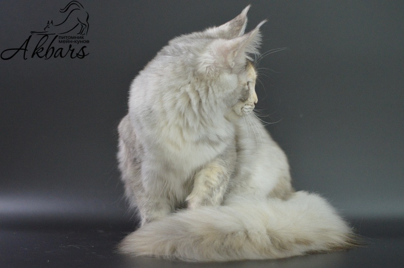 Foggy Woods Dominika - Котенок мейн-кун 5 месяцев 3,5 недели