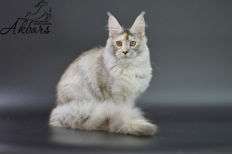 Foggy Woods Dominika - Котенок мейн-кун 5 месяцев 3,5 недели