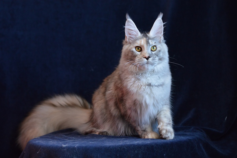 Foggy Woods Dominika - Юниор мейн-кун 8 месяцев 3 недели