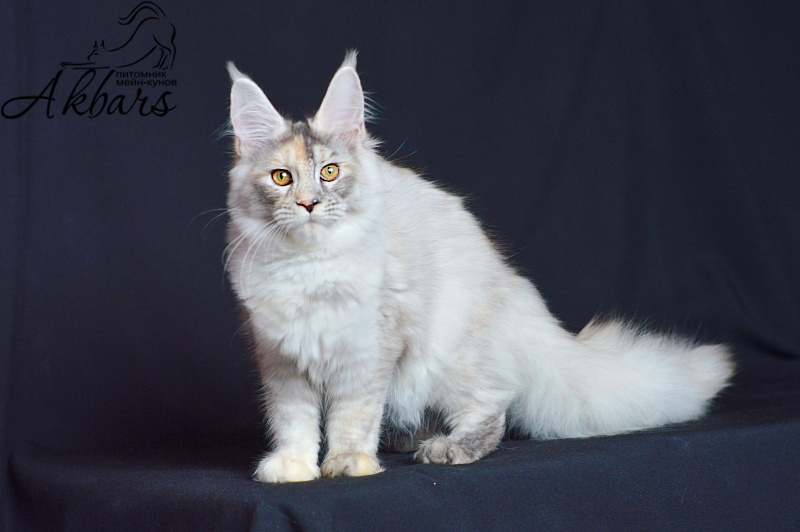 Foggy Woods Dominika - Котенок мейн-кун 5 месяцев 0,5 недель