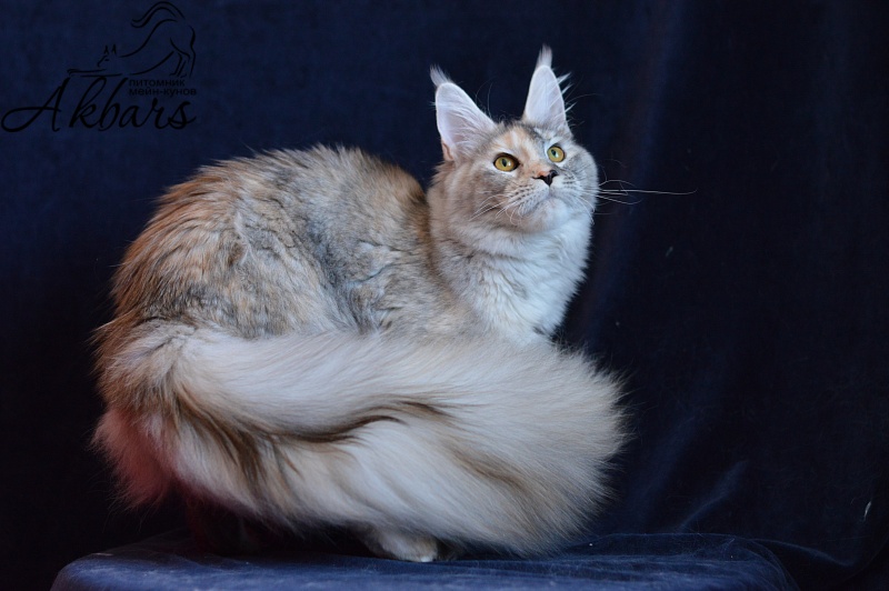 Foggy Woods Dominika - Юниор мейн-кун 8 месяцев 3 недели