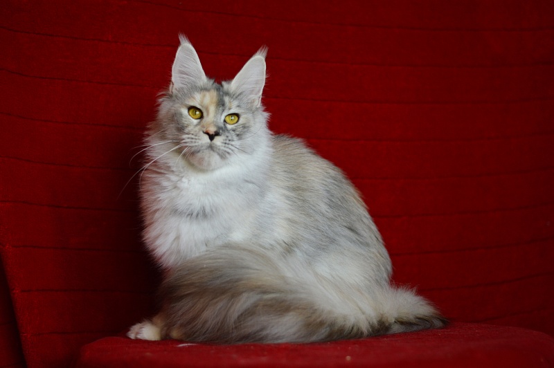 Foggy Woods Dominika - Взрослый мейн-кун 1 год 0,5 недель