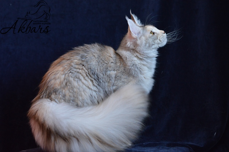 Foggy Woods Dominika - Юниор мейн-кун 8 месяцев 3 недели