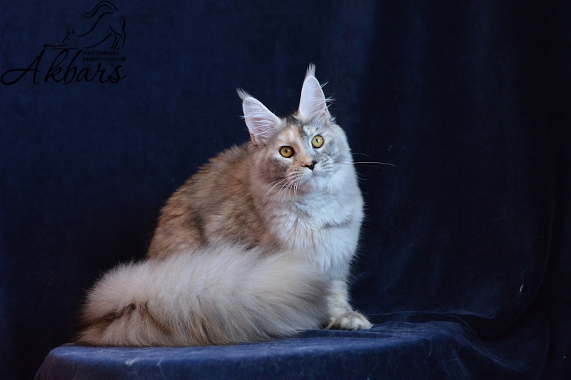 Foggy Woods Dominika - Юниор мейн-кун 8 месяцев 3 недели