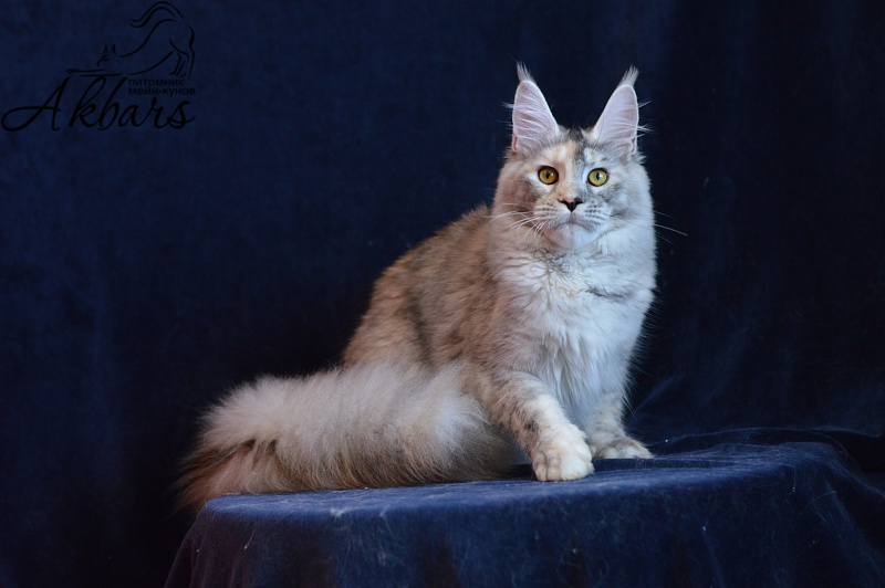 Foggy Woods Dominika - Юниор мейн-кун 8 месяцев 3 недели