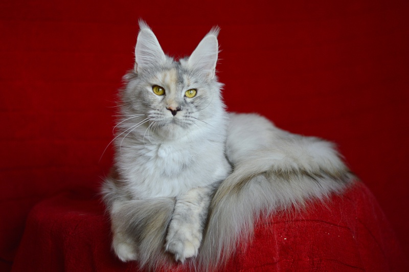 Foggy Woods Dominika - Взрослый мейн-кун 1 год 0,5 недель