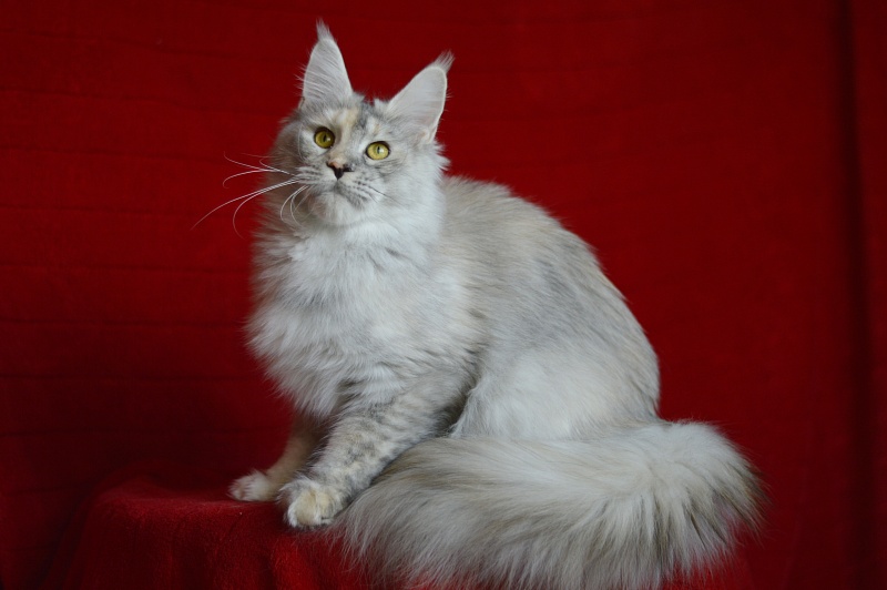 Foggy Woods Dominika - Взрослый мейн-кун 1 год 0,5 недель