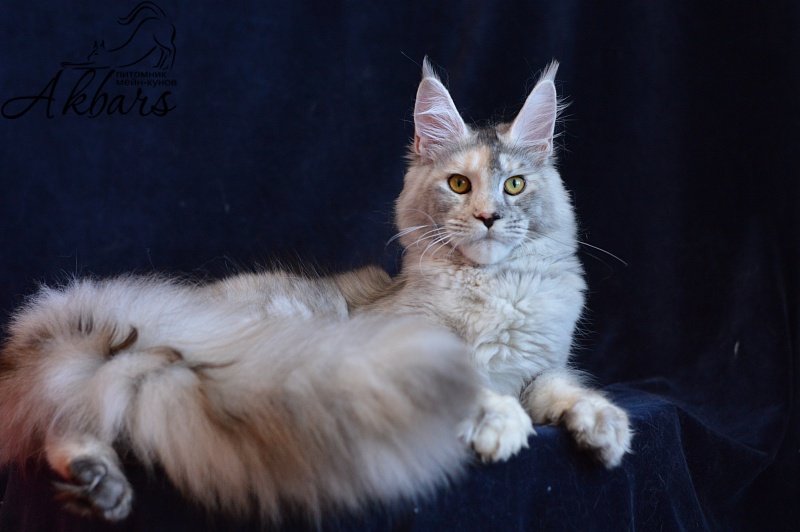 Foggy Woods Dominika - Юниор мейн-кун 8 месяцев 3 недели