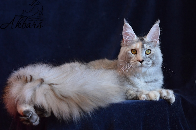 Foggy Woods Dominika - Юниор мейн-кун 8 месяцев 3 недели