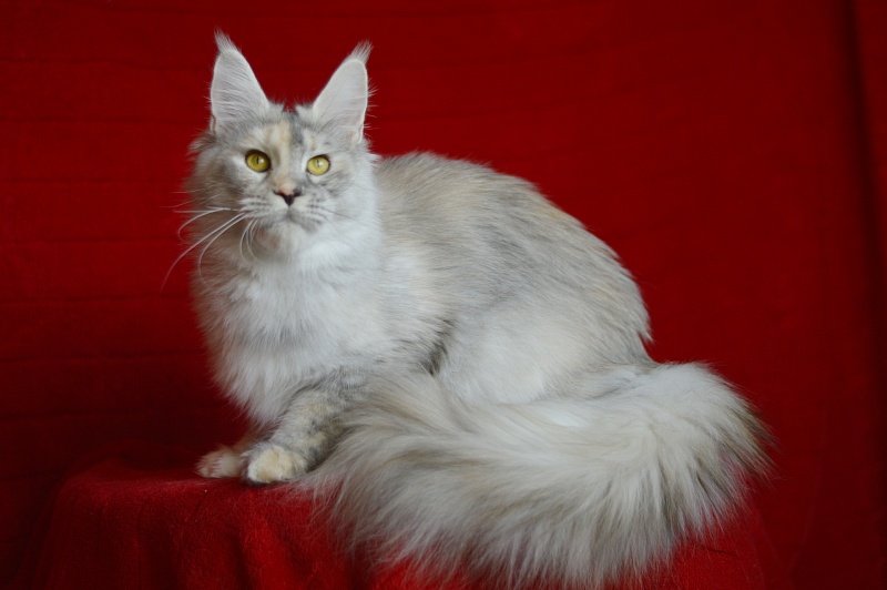 Foggy Woods Dominika - Взрослый мейн-кун 1 год 0,5 недель